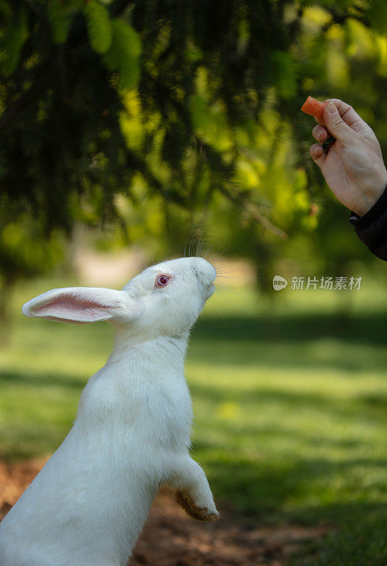 White bunny is eating  a carrot.